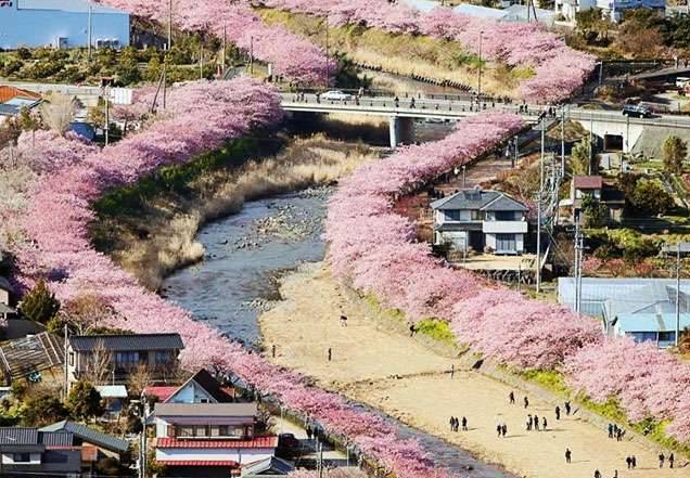 日本 8000棵樱花树 已经开花让大家抢着去赏樱 壮观的粉红海画面只看照片也超过瘾啊