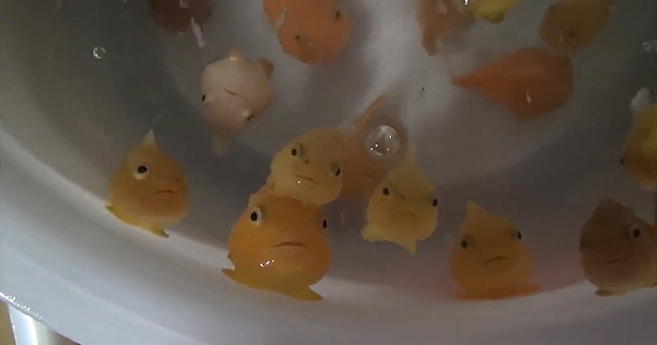 牠们就是真实版的宫崎骏动画角色「波妞」？谜样的海底生物靠着一脸憨呆样把大家都疗癒了！