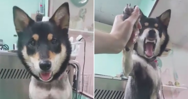 萌柴犬剪指甲时整个表情超崩溃又大声惨叫，但是看到最后网友都直夸主人真的教得超棒啊！